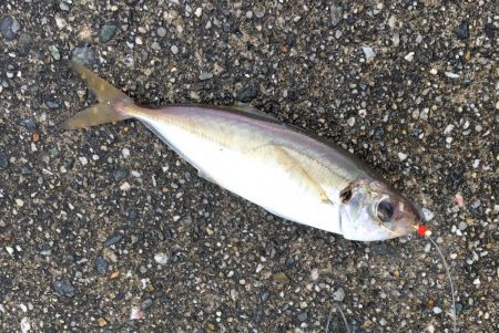 今年初太刀とサゴシ祭り
